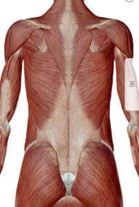 体幹トレーニング　胸腰筋膜