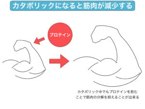 カタボリックでもプロテインを飲むと防ぐことが出来る