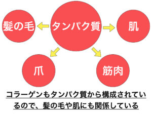 タンパク質で構成されている要素