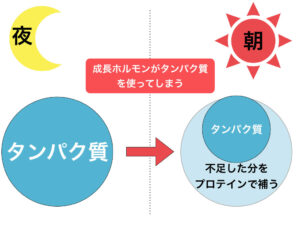 朝と夜のタンパク質の関係