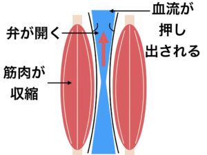 筋肉が血液を送り出すイメージ