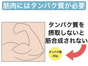 筋肉にタンパク質が必要なイメージ