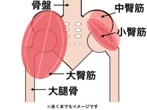 臀部の筋肉図