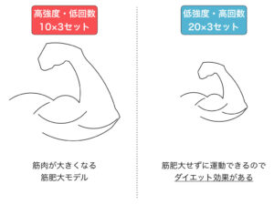 筋肥大モデルとの比較