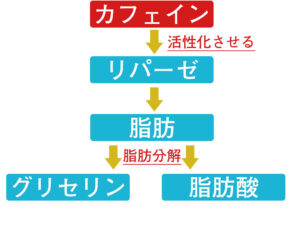 カフェインがリパーゼに及ぼす作用