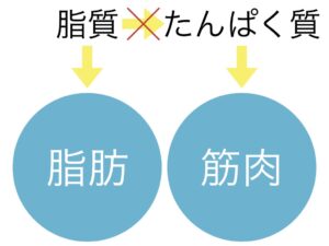 脂肪と筋肉の関係図