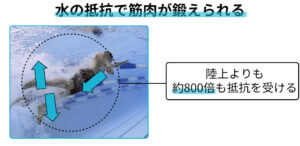 水の抵抗で筋肉が鍛えられるイメージ