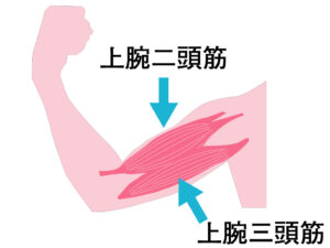 上腕二頭筋と三頭筋のイメージ