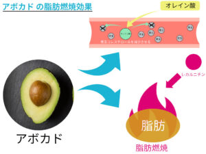 アボカドの脂肪燃焼効果