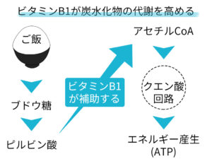 ビタミンB1が炭水化物の代謝を高める