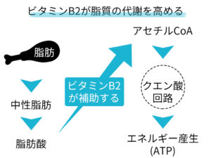 ビタミンB2が脂質の代謝を高める