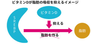 ビタミンDが脂肪の吸収を抑える