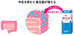 牛乳を飲むと善玉菌が増える