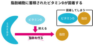 脂肪細胞にビタミンDが固着してしまう
