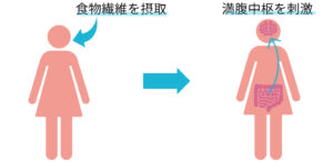 食物繊維が満腹中枢を刺激する