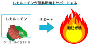 Lカルニチンが脂肪燃焼をサポートする