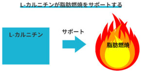 Lカルニチンの脂肪燃焼効果