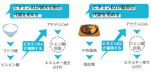 ビタミンがエネルギー代謝を高める