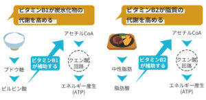 ビタミンがエネルギー代謝を高める