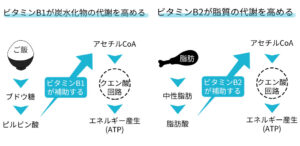 ビタミンがエネルギー代謝を高める