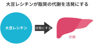 大豆レシチンが脂質の代謝を活発にする