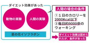 葛の花のダイエット効果の実験