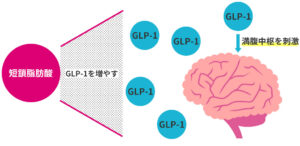 GLP-1が満腹中枢を刺激する