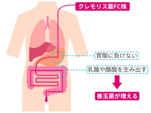 クレモリス菌の効果