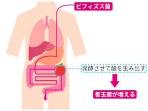 ビフィズス菌の効果