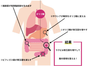 ラクビの便秘を解消する４成分