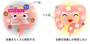 デブ菌が脂肪を取り込む