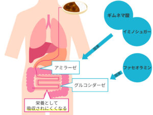 糖質の分解を防ぐ