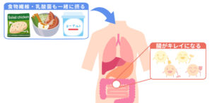 タンパク質と腸内環境の関係の図