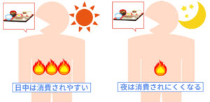 三大栄養素の食事誘発性熱産生の画像